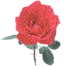 ** Rose **